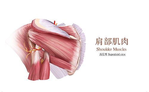 體測(cè)儀